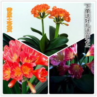 买一送三君子兰盆栽君子兰花苗室内植物盆栽绿植花卉君子兰花苗