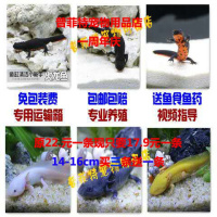 17-20cm东方娃娃鱼金鱼六角恐龙鱼霸王小火龙冷鱼缸观赏鱼