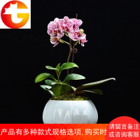 青瓷多肉花盆带托盘大号陶瓷清仓简约绿萝水仙肉肉绿植兰花盆