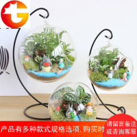 微景观生态瓶创意迷你植物小盆栽DIY办公室室内绿植摆件