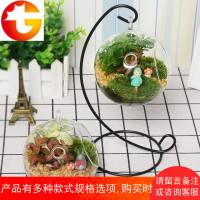 微景观生态瓶迷你绿植盆栽diy苔藓植物创意玻璃瓶室内小屋盆景