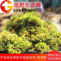 鲜造景专属微景观DIY创意迷你植物青苔盆景假山装饰铺面