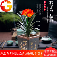 君子兰盆栽花苗花卉植物室内观花绿植带花苞好养的花四季开花不断