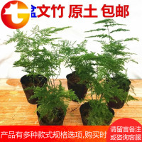 文竹苗盆栽桌面绿植花卉盆景净化空气云竹常青植物室内防辐射 邮