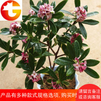 盆栽 芳香绿植花卉 净化空气 吸甲醛 观花植物 盆景耐寒