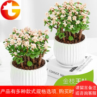 金枝玉叶盆栽多肉植物室内花卉盆景防辐射桌面绿植小盆栽