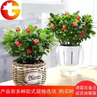 海棠花盆栽花卉观花植物室内花好养四季开花的花绿植铁海棠虎刺梅