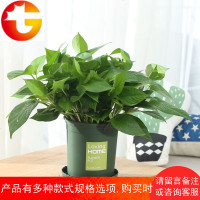 盆栽室内 吊兰吸甲醛绿植净化空气植物办公室花卉防辐射 邮