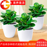 豆瓣绿 盆栽青叶碧玉花 绿植花卉室内防辐射植物办公室小盆景多肉