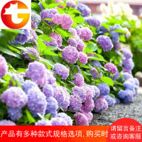 []八仙花花卉绿植无尽夏八仙花苗室外盆栽阳台庭院