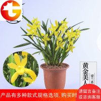 兰花 黄金美人 建兰四季兰铭品兰花苗浓香黄花绿植盆栽花卉