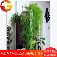 天冬武竹小盆栽盆景中草药苗办公室客厅吸甲醛净化空气花卉绿植