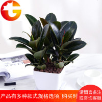 橡皮树盆栽植物室内净化空气办公室绿植花卉盆景四季常青