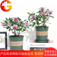 金边带花苞初春开花浓香型室内花卉办公室绿植阳台大盆栽好养