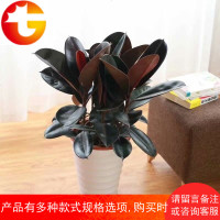 黑金刚植物室内客厅绿植花卉盆栽吸甲醛观叶绿色植物橡胶树