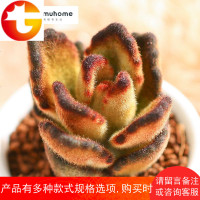 MuMuHome 泰迪熊多肉植物组合室内绿植花卉盆栽花卉盆栽不含花盆
