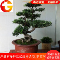 树桩花卉桌面盆栽庭院绿植办公室造型松树微型盆景造型