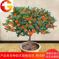 桂花树苗桂花盆栽花卉盆景室内外庭院阳台浓香型植物四季开花绿植
