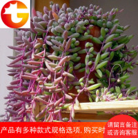 紫玄月多肉植物群生佛珠吊兰绿植花卉盆栽办公室吸甲醛防辐射 邮