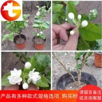 绿植盆栽茉莉花双色茉莉苗盆栽茉莉浓香型植物盆栽花卉当年开花