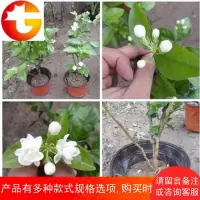 绿植盆栽茉莉花双色茉莉苗盆栽茉莉浓香型植物盆栽花卉当年开花