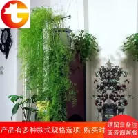 吊兰四季长青天冬武竹丝耐寒植物绿植阳台花园垂吊花卉盆栽花苗