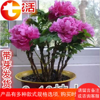 正宗洛阳观赏牡丹花苗大苗室内四季盆栽花卉植物室外庭院观花绿植