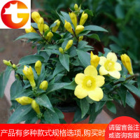 法国香水茉莉花苗花卉绿植小盆栽爬藤植物耐寒黄茉莉冬季带花 邮