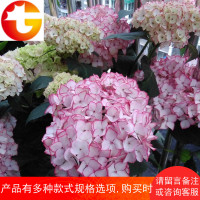 花卉绿植 塞布丽娜 八仙绣球花苗盆栽地栽耐寒阳台庭院八仙花