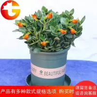金鱼吊兰花卉室内盆栽绿植四季常青客厅阳台金鱼花净化空气吸甲醛