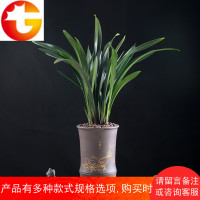 兰花苗可选带花苞 报岁墨兰企黑 花卉绿植盆栽植物室内浓香花期长