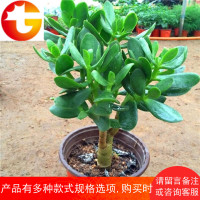 大叶玉树盆栽阳台室内绿植办公室花卉多肉植物燕子掌金枝玉叶盆栽