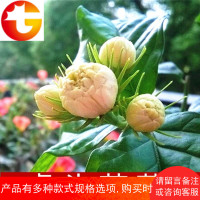 客厅 绿植 茉莉花苗 盆栽浓香花卉 重瓣虎头茉莉 植物大小苗