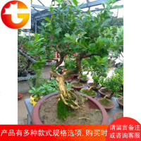 微型小品瓜子黄杨树桩造型盆景小叶黄杨盆景实拍桌面盆栽绿植花卉