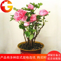 牡丹花苗 阳台盆栽花卉植物 5年苗带芽 室内芍药四季开花庭院绿植