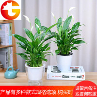 白鹤芋一帆风顺绿植盆栽办公室内客厅植物花卉吸甲醛