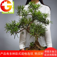 罗汉松盆景大盆栽树桩室内绿植花卉办公室植物禅意茶室