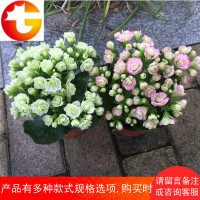 长寿花盆栽花卉观花植物室内花长寿花重瓣绿植四季开花带花苞 邮