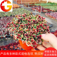 三叶草花苗幸运草熔岩酢浆草盆栽 耐寒植物彩叶观叶绿植花卉