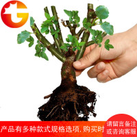 12.8元6棵苗盆栽 室内外花卉四季浓香型大花月季蔷薇绿植物