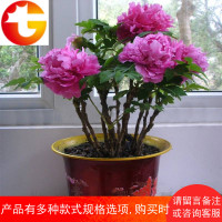 3棵3年牡丹花苗盆栽洛阳正宗牡丹小苗绿植物四季庭院室内花卉
