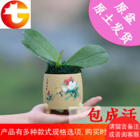 兰花苗蝴蝶兰浓香型花卉易开花四季开花带花苞办公室内绿植盆栽