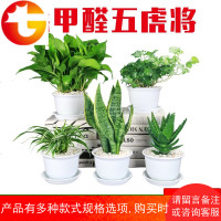 吊兰常春藤绿萝虎皮兰芦荟盆栽室内新房除甲醛绿植物净化空气花卉