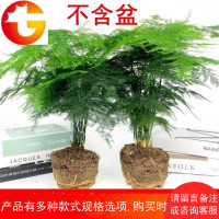 大文竹盆栽植物花卉四季常青净化空气吸甲醛桌面绿植办公室内盆景