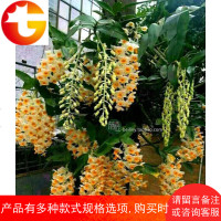 球花石斛苗 黄花石斛长绿石斛花卉绿植盆栽盆景附生兰吊兰花 邮