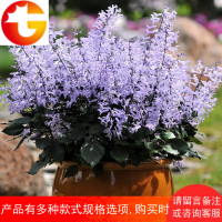 吸毒草特丽莎紫罗兰莫奈薰衣草花卉绿植盆栽阳台室内吸甲醛驱蚊