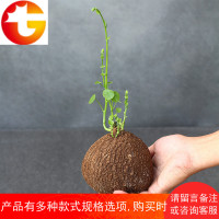山乌龟盆栽金不换爬藤 趣味 植物盆景多肉植物块根办公室绿植花卉