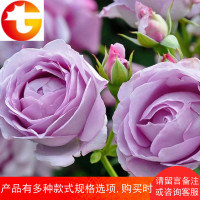 蓝色风暴月季植物四季开花大花灌木庭院绿植地栽盆栽花卉玫瑰花苗