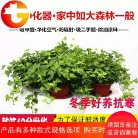 常青藤植物盆栽室内净化空气吸甲醛苯烟味常春藤花卉绿植藤蔓吊兰
