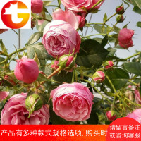 藤本月季花苗灌木庭院植物蔷薇玫瑰花卉绿植盆栽小苗